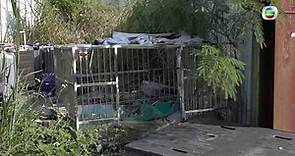 東張西望｜地獄狗場 殘酷對待動物被告被判入獄 獨家內幕跟進｜義工｜愛護動物協會