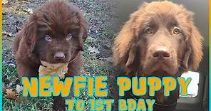 INSANELY CUTE Newfoundland Puppy to 1st Birthday - Newfventures
