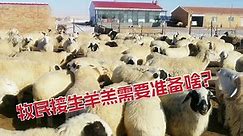 生羊羔需要准备啥？几百只待产母羊全部留家，下完羊羔价值翻几番！