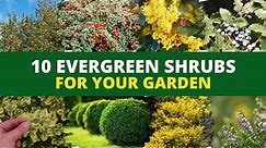 10 Evergreen Shrubs and Bushes for Your Garden 🪴