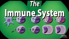The Immune System Overview, Animation