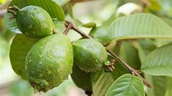How to Plant and Grow a Guava Tree