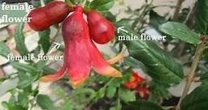 An easy way to differentiate the male & female flower of a pomegranate plant