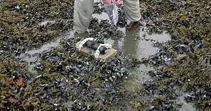 Gulf Oil Spill Effects On Wildlife