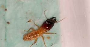 Termite soldiers battle: dampwood vs subterranean