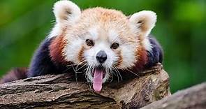 Red Panda Facts: Habitat and Species Revealed | wild animals