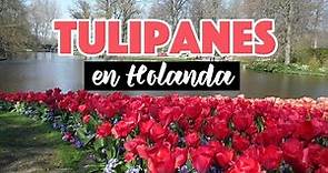 Keukenhof: el jardín de tulipanes en Holanda