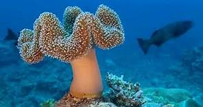 Top 5 Barriere coralline più belle del mondo