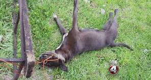 Pit Bull strangled to death, breaks teeth trying to free herself