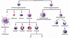Progenitor Cells - Definition, Types, Vs Stem Cells and Function