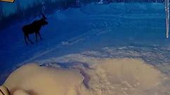 Watch The Rare Moment A Moose Sheds Both Antlers