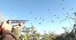 CACCIA al COLOMBACCIO - APPOSTAMENTO FISSO - Wood Pigeon Hunting