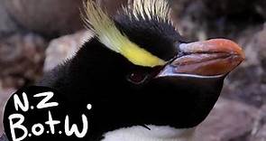 Erect-crested penguin - New Zealand Bird of the Week