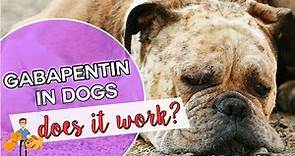 Gabapentin for dogs: is it a dog pain killer that works?