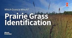 Prairie Grass Identification: Which Grass is Which Webinar Series