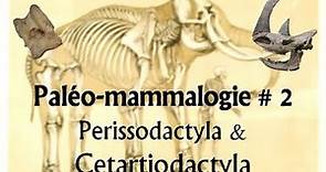 Paléomammalogie #2 Perissodactyla et Cetartiodactyla