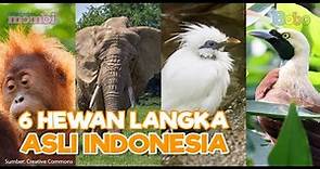 Mengenal Hewan Langka Asli Indonesia