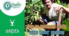 How to Propagate Ginger Using Root Division | Wild Ginger | Atitlan Organics