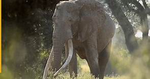 Tim - Craig One Of the biggest tusker In the wild 50 years