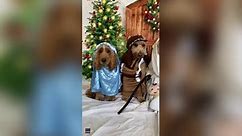 Dogs dress up for Nativity scene ahead of Christmas holiday