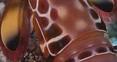 Conecto.mx - El camarón mantis pavo real es el ser vivo...