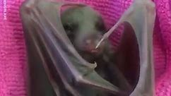 This Bat Is Adorable