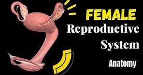 Female Genital System (Internal & External) - Anatomy