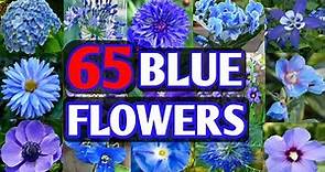 65 Blue Flower Plant Varieties | Blue Flower types for garden | Plant and Planting