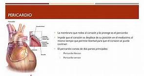 Aparato Cardiovascular - Circulatorio