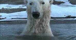 Polar Bear - Spy on the Ice Highlight Reel