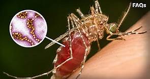 Mosquito season: How to identify symptoms of West Nile virus | Just The FAQs