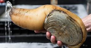 Facts: The Pacific Geoduck