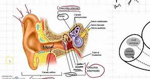 Come funziona l'udito? Fisiologia e anatomia base dell'orecchio