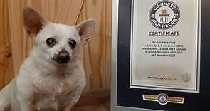 Meet the 23-year-old chihuahua who was named the world's oldest dog