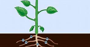 Phloem and Xylem: Difference in a Plant's Vascular System