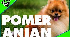 Top 10 Facts About Pomeranians - Dogs 101