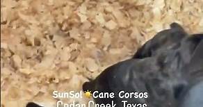 Black Cane Corso puppies for sale Texas #canecorsopuppy