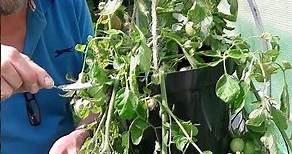 How to stop Tomato Blossom End Rot.