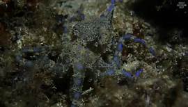 The Southern Blue-Ringed... - Great Southern Reef Foundation