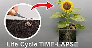 Life Cycle Of Sunflower Time Lapse 75 Days - Seed to Seeds
