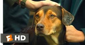 A Dog's Way Home (2018) - Standing Up to the Dogcatcher Scene (10/10) | Movieclips