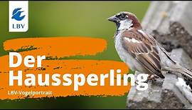 Der Haussperling (Passer domesticus) Steckbrief + Gesang. Vogelarten kennen lernen mit den Experten!