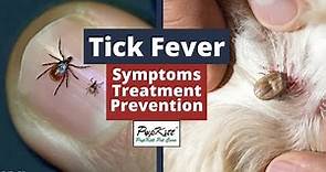 Tick Fever: Symptoms, Treatment, Prevention | By Dr. Anirudh Mittal | @PupkittPetCare