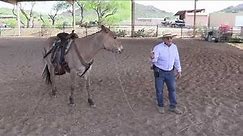 How to Tell If A Mule Is Trained and What to Look for When Buying
