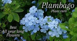 Plumbago Plant Care | How to Grow plumbago auriculata | Blue Flowers নীল চিতা / চিত্রক ফুল