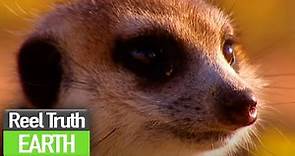 Birth of the Meerkat Pups | Ella: A Meerkat's Tale (BBC) | Nature Documentary | Reel Truth Earth