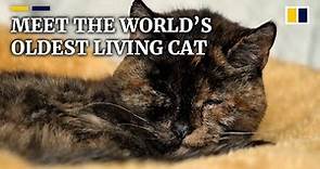 Meet Flossie, the world’s oldest living cat at nearly 27 years old