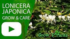 Lonicera japonica - grow & care hedge plant (Japanese honeysuckle)