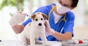 Detecting Fever in Dogs: Signs and How to Respond