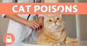 Most Common CAT POISONS 🐱⚠️ (5 Toxic Products Your Cat Needs to Avoid)